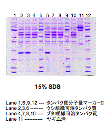 SDS-PAGE15%